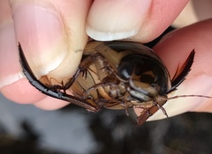 Dytiscus cordieri