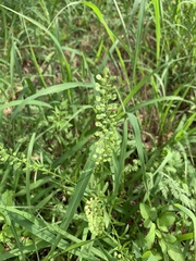 Lepidium virginicum