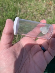 Icaricia icarioides fenderi