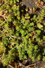 Sedum acre