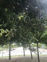 Quercus ilex