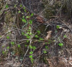 Physocarpus monogynus