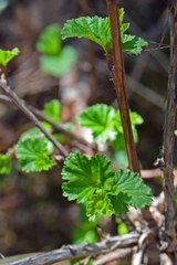 Physocarpus monogynus