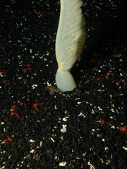 Agonopsis vulsa
