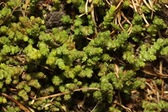 Sedum acre