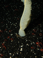 Agonopsis vulsa