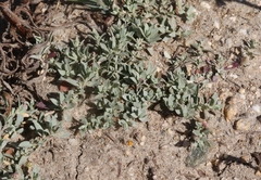 Atriplex coulteri