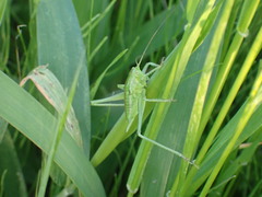 Tettigonia orientalis