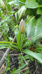 Tulipa urumiensis