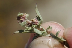 Atriplex coulteri