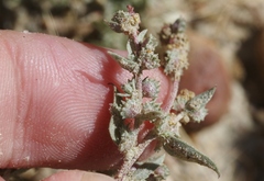 Atriplex coulteri