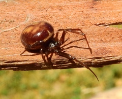 Steatoda bipunctata