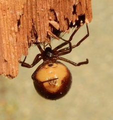 Steatoda bipunctata