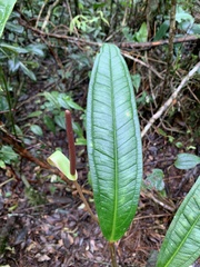 Anthurium caucanum