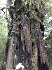 Chamaecyparis obtusa