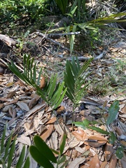 Zamia integrifolia