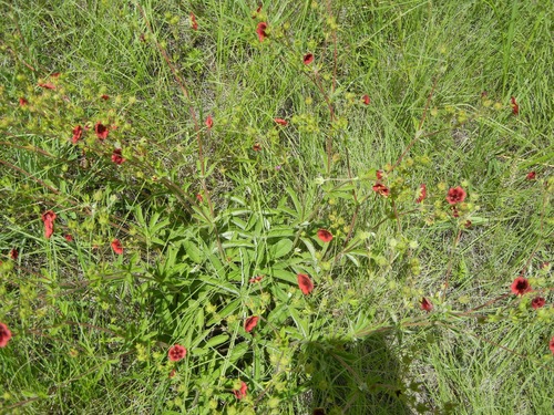 Potentilla thurberi var. atrorubens