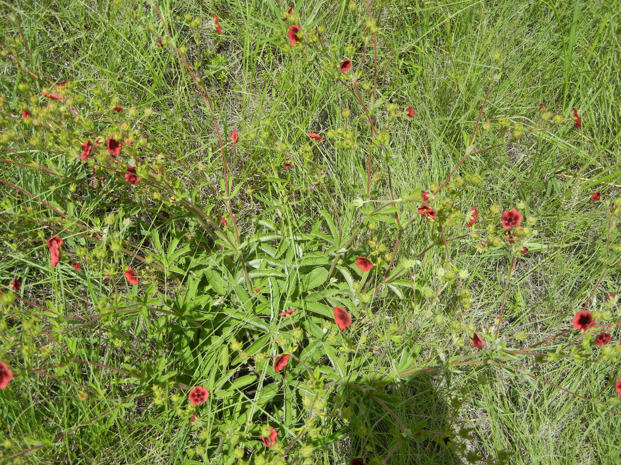 Potentilla thurberi var. atrorubens