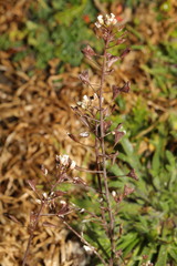 Capsella bursa-pastoris
