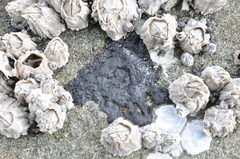 Hydropunctaria maura