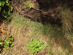 Festuca ammobia