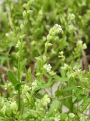 Myosotis verna