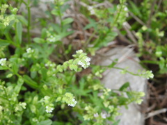 Myosotis verna