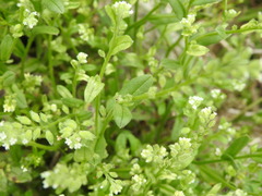 Myosotis verna