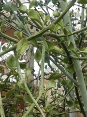 Senecio viminalis