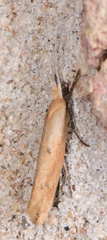 Ypsolopha ochrella