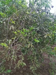 Citrus × latifolia