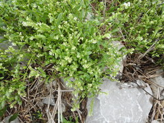 Myosotis verna