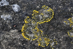 Polycauliona verruculifera