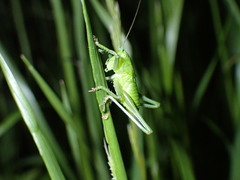 Tettigonia orientalis