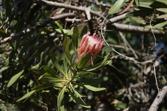 Protea × hybrida