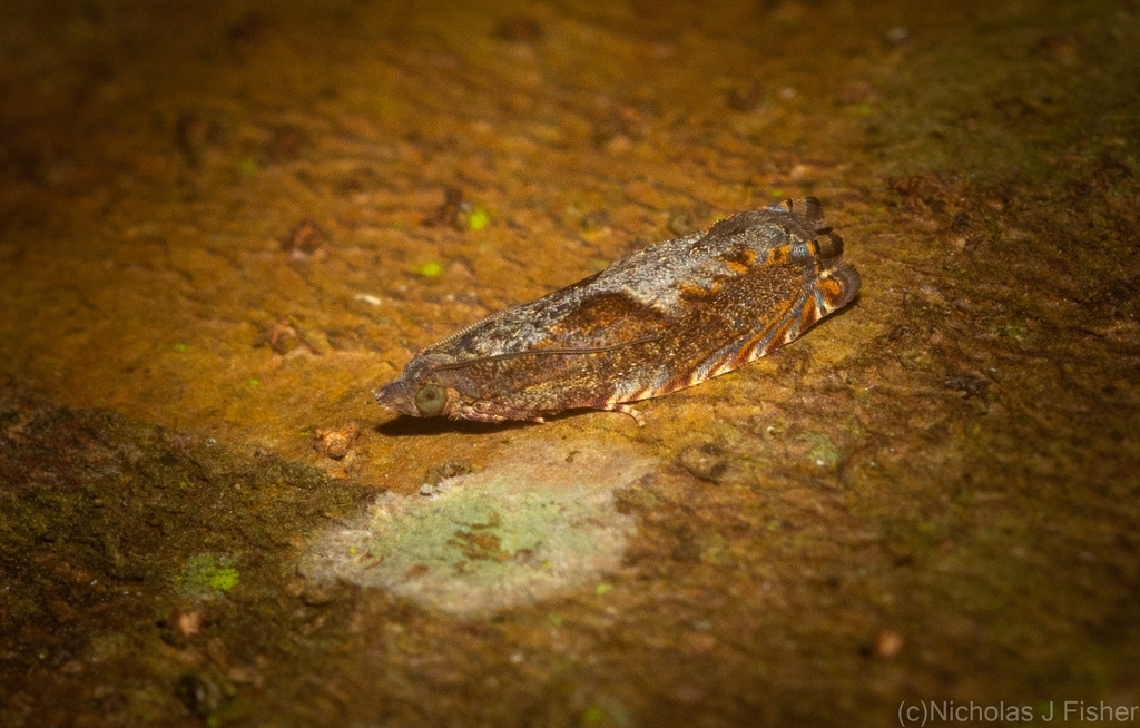 Fibuloides phycitipalpia