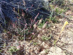 Hebenstretia robusta