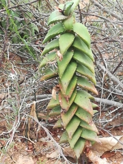 Aloe pearsonii