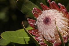 Protea × hybrida