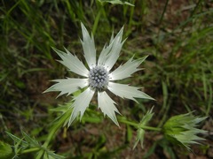 Eryngium lemmonii