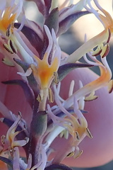 Hebenstretia robusta