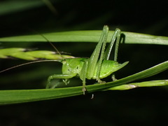 Tettigonia orientalis