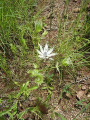 Eryngium lemmonii