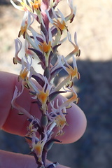 Hebenstretia robusta