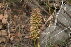 Anacamptis pyramidalis