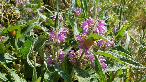 rough-leaved phlomis