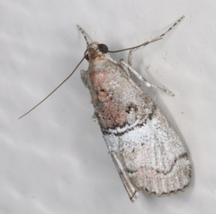 Pococera maritimalis