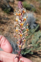 Hebenstretia robusta