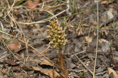 Anacamptis pyramidalis