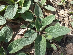 Symphytum caucasicum